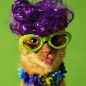 Meet your Posher, Posh